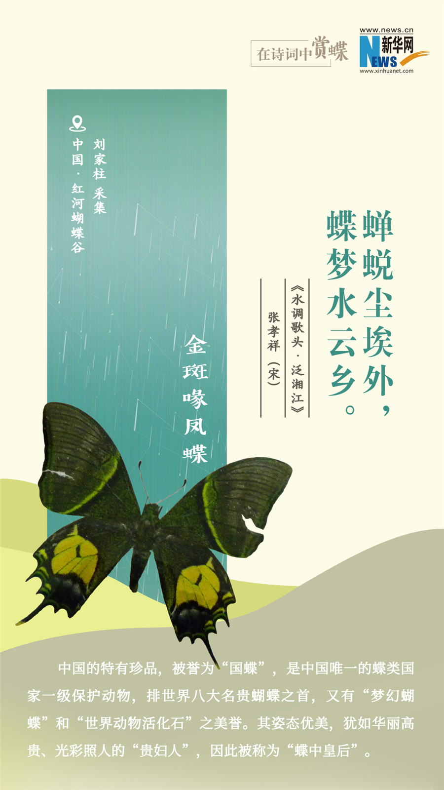 創意海報|在詩詞中賞蝶：翩翩舞態 詩以詠蝶