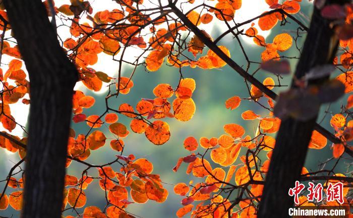 山東沂南:漫山紅葉醉游人