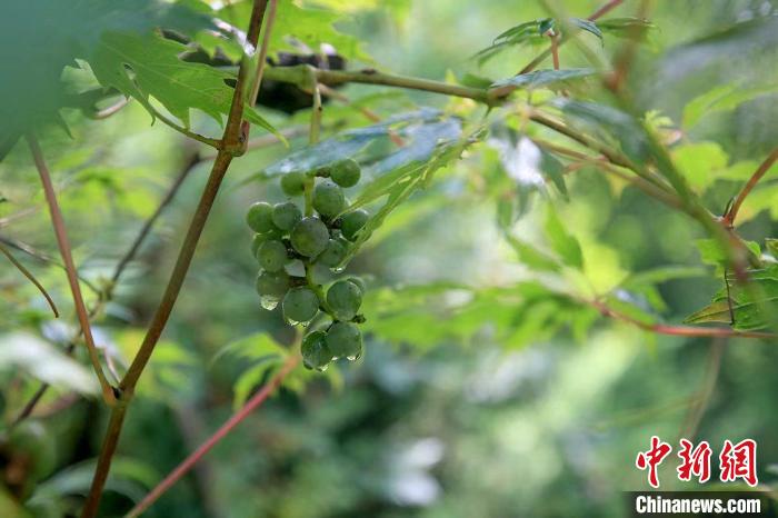 野生動物在北京:如何筑牢生物多樣性“保護網”?
