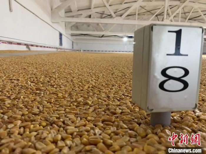 數(shù)千噸的小麥、玉米如同一塊塊被“切平”的巨型蛋糕“鑲嵌”在地面上。　王惠琳 攝