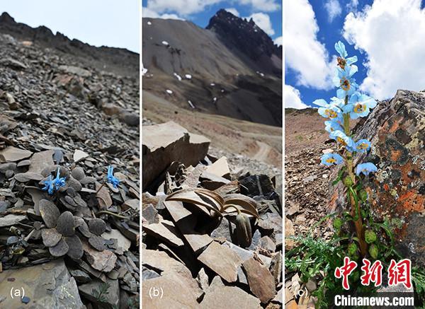 研究揭示:偽裝植物“更矮”且身高與海拔“關(guān)系不大”