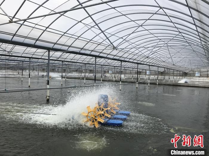 南美白對(duì)蝦養(yǎng)殖基地。　象山蝦蟹科技小院供圖