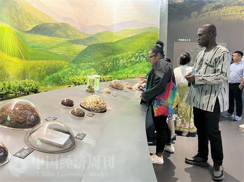   （在中國藥都中醫藥博物館，外媒記者了解中醫藥發展史。中國經濟周刊記者 郭志強 攝）