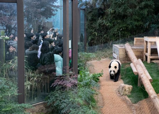 2月20日，韓國民眾在韓國愛寶樂園參觀大熊貓“福寶”。新華社記者姚琪琳攝