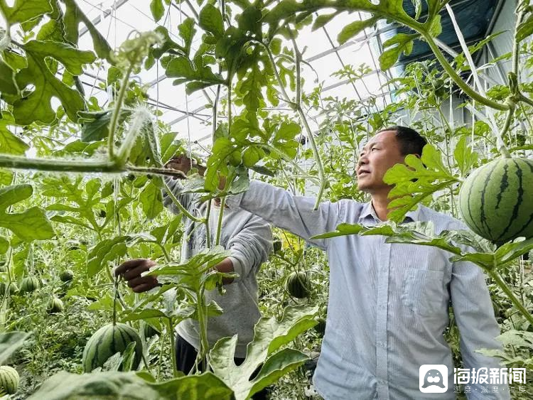 西瓜、藍莓、草莓上高原！山東濰坊援藏組因地制宜打造特色蔬菜發展中心