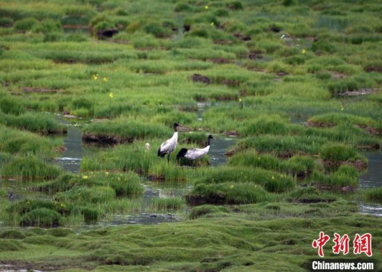 圖為祁連山國家公園青海片區內的黑頸鶴?！∑钸B山國家公園青海省管理局供圖 攝