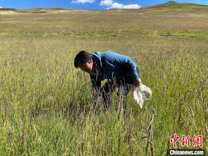 圖為多智正在自家牧場中撿垃圾。 李江寧 攝