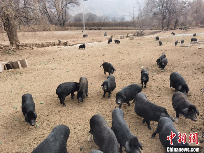 圖為藏香豬。　祁增蓓 攝