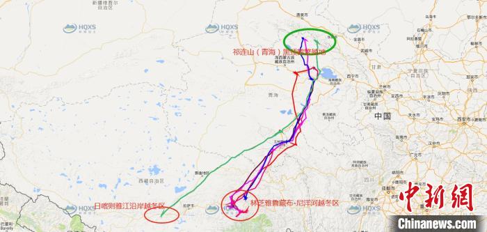 祁連山國家公園青海片區黑頸鶴種群遷徙研究取得豐富成果