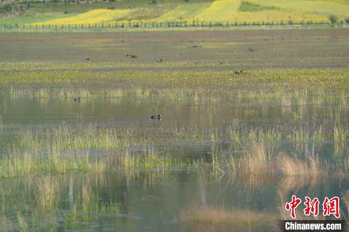 香格里拉納帕海：修復濕地生態留下“遠方的客人”