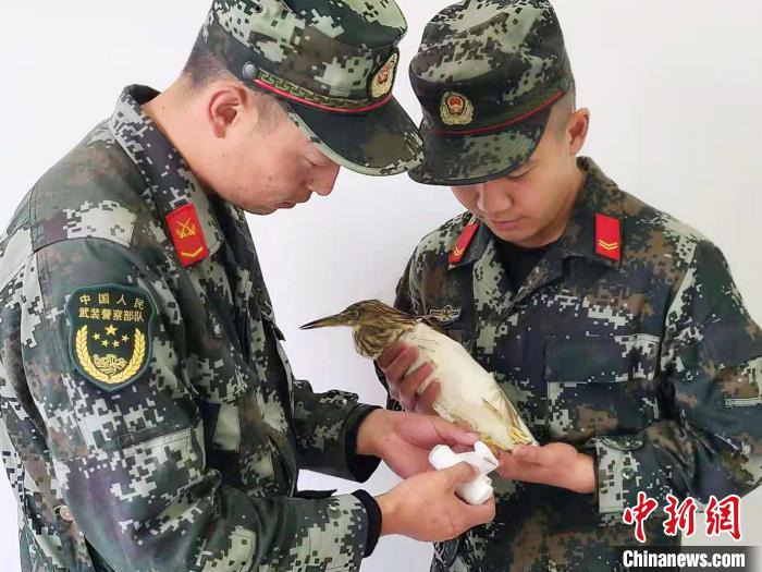 圖為武警官兵正在為國家一級重點保護動物池鷺包扎。　柳澤田 攝