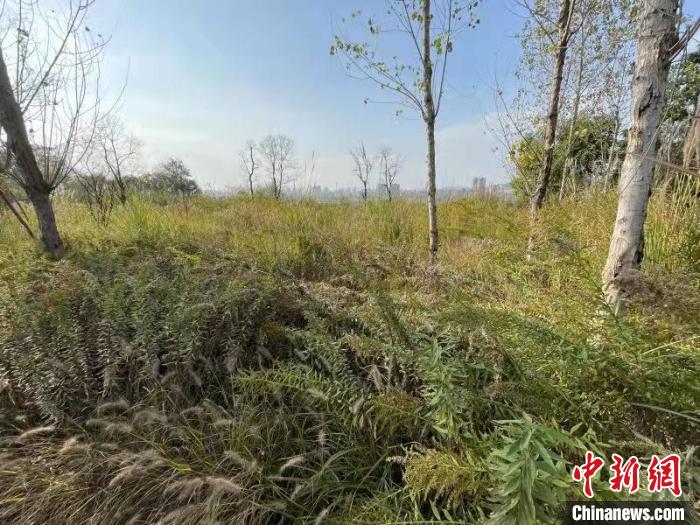 發現的加拿大一枝黃花。 楊波 攝