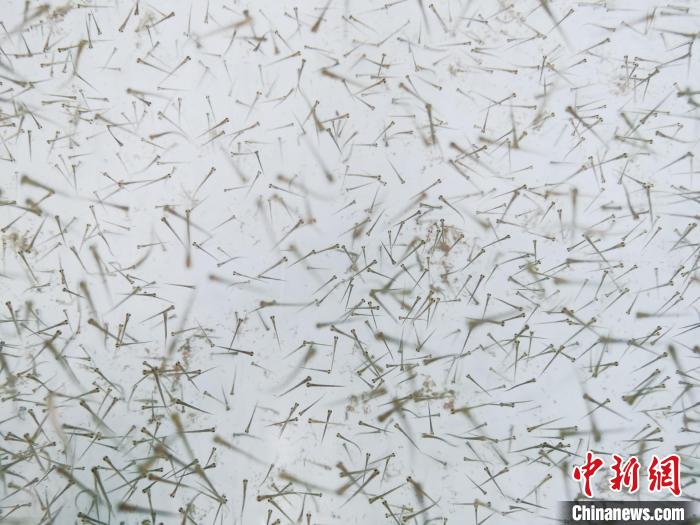 圖為魚苗?！?zhí)砀?攝