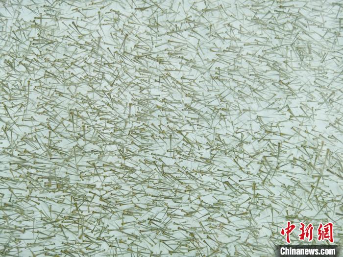 圖為密集培育的魚苗。　張?zhí)砀?攝