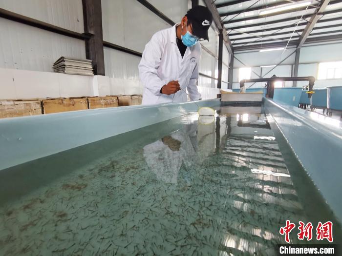 圖為工作人員檢查魚苗?！?zhí)砀?攝
