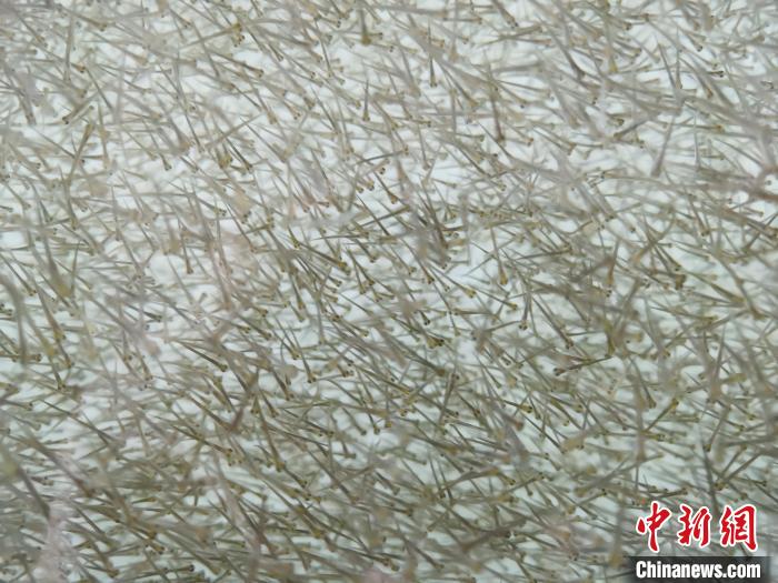 圖為密集分布的魚苗?！?zhí)砀?攝