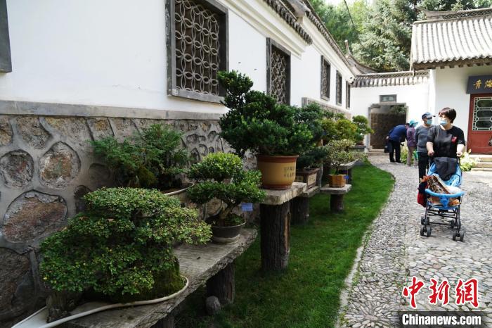圖為市民在西寧園林植物園內觀賞盆景。 馬銘言 攝