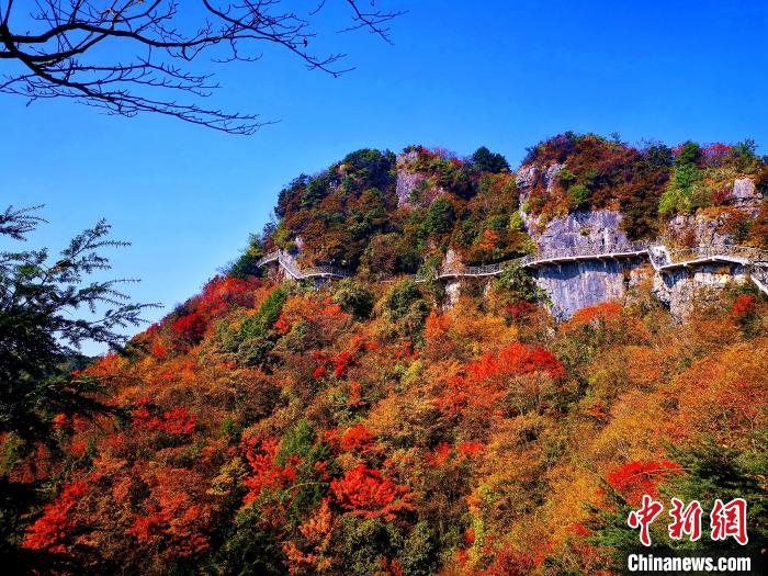 巴山大峽谷漫天紅葉?！埰?攝