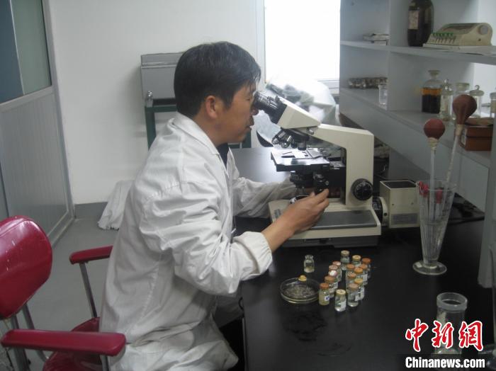 資料圖為研究團隊進行實驗室寄生蟲分類鑒定。　 青海省畜牧獸醫(yī)科學院供圖