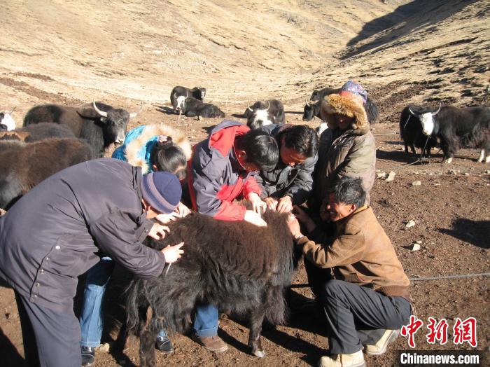 資料圖為研究團隊在青南高原地區(qū)開展了牦牛寄生蟲病流行病學和防治技術研究?！?青海省畜牧獸醫(yī)科學院供圖