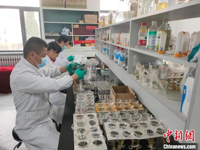 資料圖為研究團隊進行樣本檢查?！?青海省畜牧獸醫(yī)科學院供圖