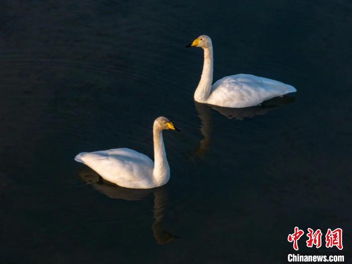 圖為兩只天鵝在湖中游蕩?！『螁⒔?攝