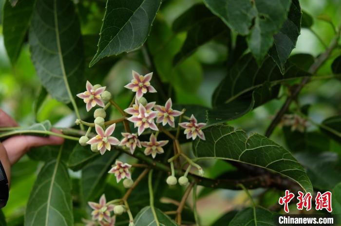 圖為古林箐近地保護(hù)的滇桐首次開花。　李國(guó)云 攝