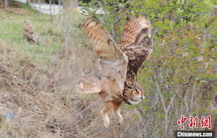 圖為西寧野生動物園救護的雕鸮在西寧市放歸大自然?！●R銘言 攝