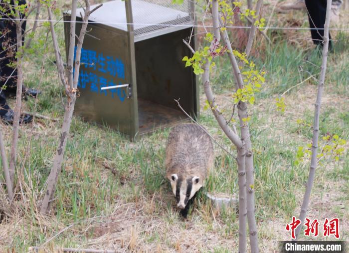 圖為西寧野生動物園救護的狗獾在西寧市放歸大自然?！●R銘言 攝