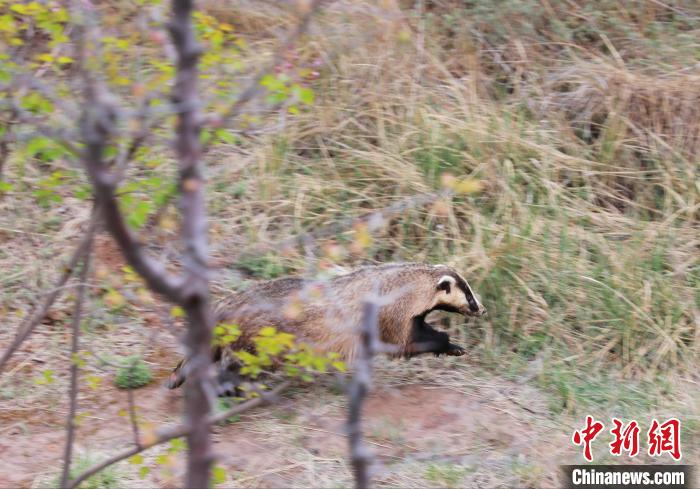 圖為西寧野生動物園救護的狗獾在西寧市放歸大自然?！●R銘言 攝