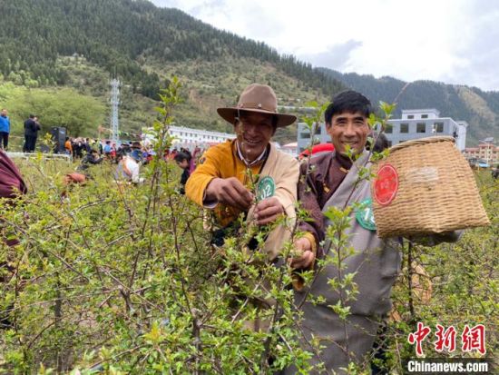 圖為當地農牧民進行藏雪茶采摘比賽。 王劍輝 攝