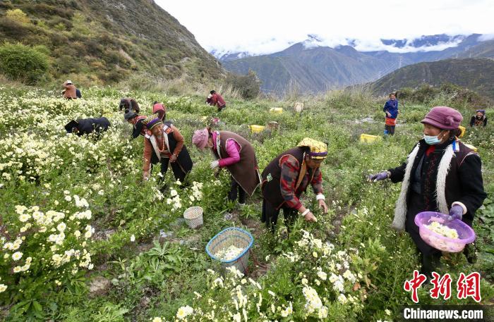 “落戶”黑水的杭白菊。桐鄉市宣傳部提供