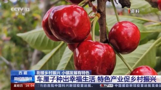 種蘑菇、養(yǎng)駱駝...。。特色產業(yè)助力鄉(xiāng)村振興走新路