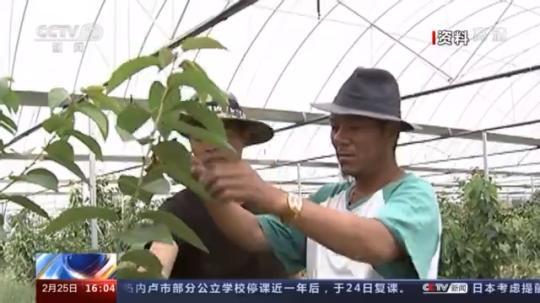 種蘑菇、養(yǎng)駱駝...。。特色產業(yè)助力鄉(xiāng)村振興走新路