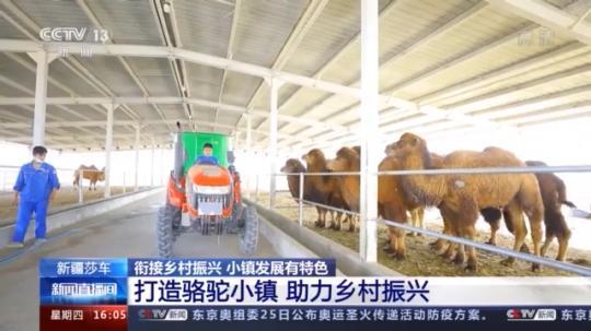 種蘑菇、養(yǎng)駱駝...。。特色產業(yè)助力鄉(xiāng)村振興走新路