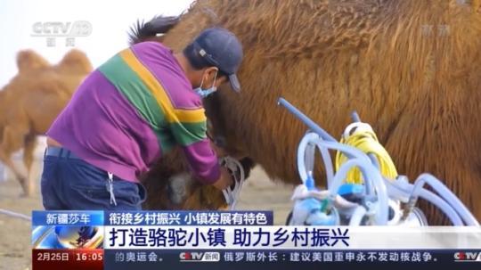 種蘑菇、養(yǎng)駱駝...。。特色產業(yè)助力鄉(xiāng)村振興走新路