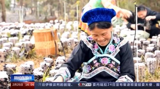 種蘑菇、養(yǎng)駱駝...。。特色產業(yè)助力鄉(xiāng)村振興走新路