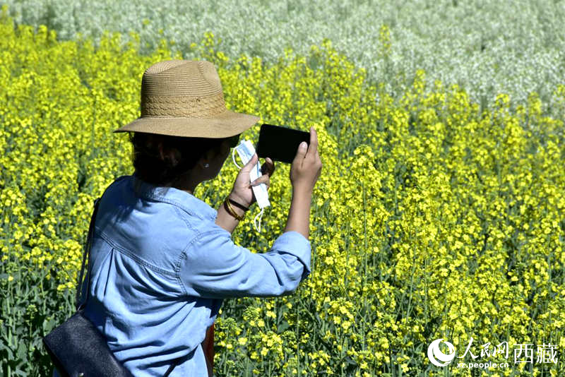 大片油菜花吸引游客到來。人民網 李海霞攝