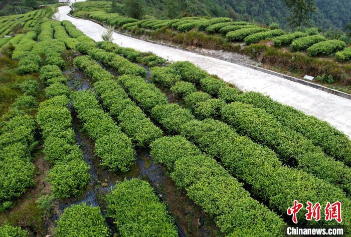 圖為西藏林芝市墨脫縣背崩鄉格林村山頂的景觀茶園。(無人機照片) 李林 攝