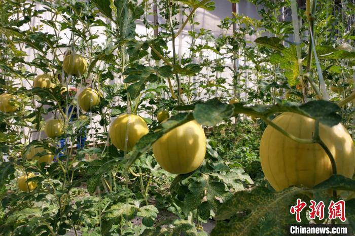 圖為康馬縣大棚內的金太陽西瓜。 劉建軍 攝