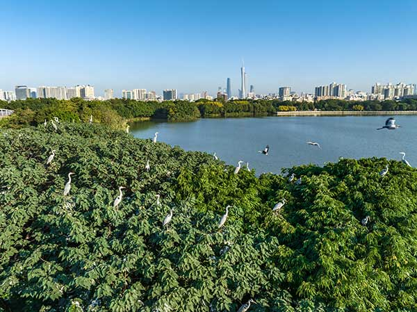 廣州海珠國家濕地公園一角。公園供圖