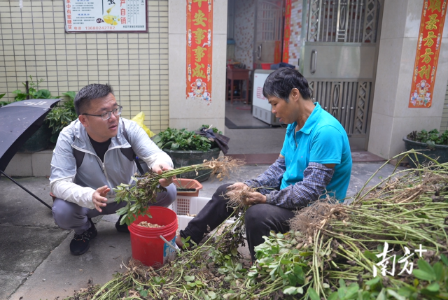 土地組成員張國強一邊幫村民做農活一邊聊天。
