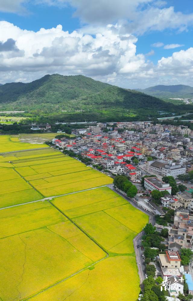 崖口村全景。