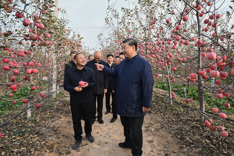 2022年10月26日，習近平總書記在陜西省延安市安塞區(qū)高橋鎮(zhèn)南溝村的蘋果園里同老鄉(xiāng)們親切交流。