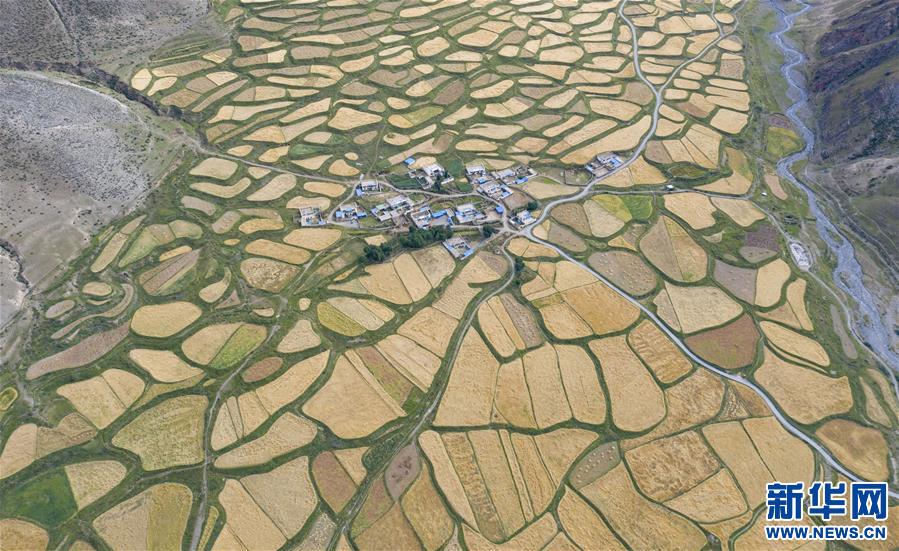 (美麗中國)(1)拉薩河谷:大地流金迎豐收