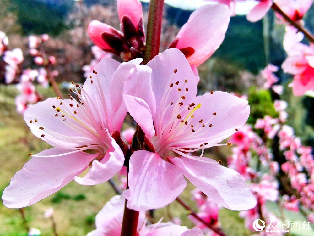 林芝桃花開。人民網 李海霞攝