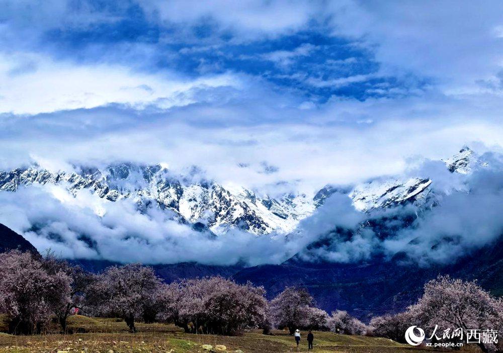 雪山下的桃花。人民網 李海霞攝