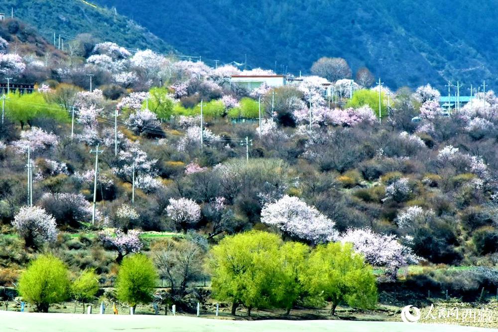 村莊掩映在桃花林中。人民網 李海霞攝