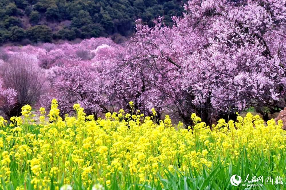 桃花與油菜花交相輝映。人民網 李海霞攝