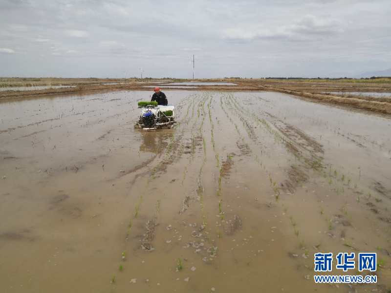 (圖文互動(dòng))(1)海水稻首次在青藏高原柴達(dá)木盆地試種植